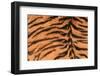 Tiger Fur-DLILLC-Framed Photographic Print