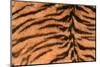 Tiger Fur-DLILLC-Mounted Photographic Print