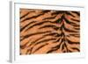 Tiger Fur-DLILLC-Framed Photographic Print