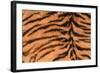 Tiger Fur-DLILLC-Framed Photographic Print