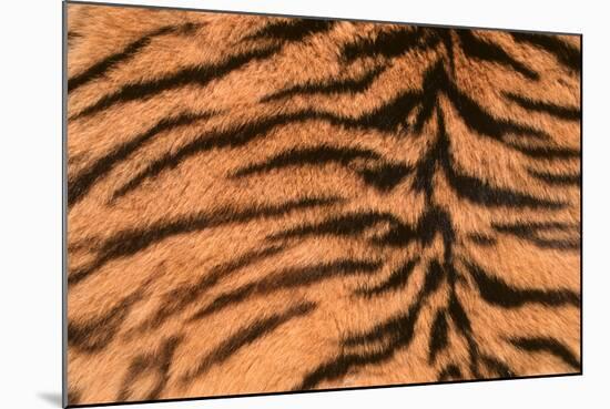 Tiger Fur-DLILLC-Mounted Photographic Print