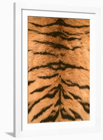 Tiger Fur-DLILLC-Framed Photographic Print