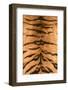 Tiger Fur-DLILLC-Framed Photographic Print