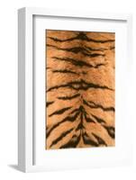 Tiger Fur-DLILLC-Framed Photographic Print