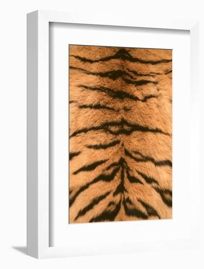 Tiger Fur-DLILLC-Framed Photographic Print