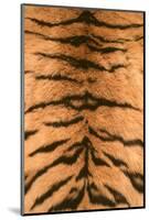 Tiger Fur-DLILLC-Mounted Photographic Print
