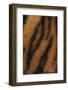 Tiger Fur-DLILLC-Framed Photographic Print