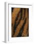 Tiger Fur-DLILLC-Framed Photographic Print