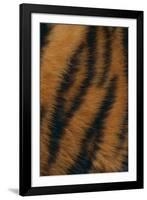 Tiger Fur-DLILLC-Framed Photographic Print