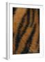 Tiger Fur-DLILLC-Framed Photographic Print