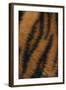 Tiger Fur-DLILLC-Framed Photographic Print