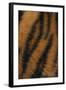 Tiger Fur-DLILLC-Framed Photographic Print