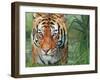 Tiger Grass-David Stribbling-Framed Art Print