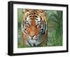 Tiger Grass-David Stribbling-Framed Art Print