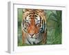 Tiger Grass-David Stribbling-Framed Art Print