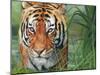 Tiger Grass-David Stribbling-Mounted Art Print