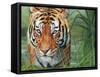 Tiger Grass-David Stribbling-Framed Stretched Canvas