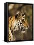 Tiger, Head Profile, Bandhavgarh National Park, India-Tony Heald-Framed Stretched Canvas