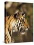 Tiger, Head Profile, Bandhavgarh National Park, India-Tony Heald-Stretched Canvas