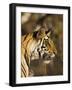 Tiger, Head Profile, Bandhavgarh National Park, India-Tony Heald-Framed Photographic Print