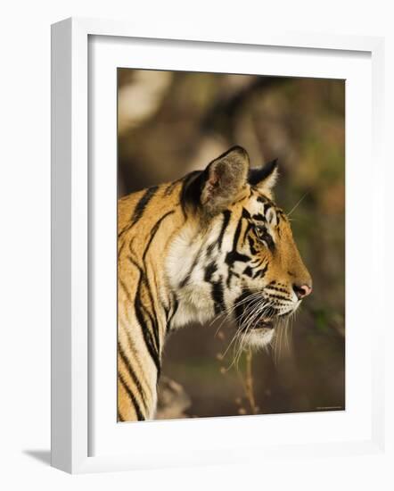 Tiger, Head Profile, Bandhavgarh National Park, India-Tony Heald-Framed Photographic Print