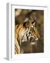 Tiger, Head Profile, Bandhavgarh National Park, India-Tony Heald-Framed Photographic Print