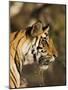 Tiger, Head Profile, Bandhavgarh National Park, India-Tony Heald-Mounted Photographic Print
