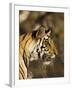 Tiger, Head Profile, Bandhavgarh National Park, India-Tony Heald-Framed Photographic Print