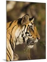 Tiger, Head Profile, Bandhavgarh National Park, India-Tony Heald-Mounted Photographic Print