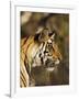 Tiger, Head Profile, Bandhavgarh National Park, India-Tony Heald-Framed Photographic Print