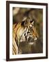 Tiger, Head Profile, Bandhavgarh National Park, India-Tony Heald-Framed Photographic Print