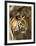 Tiger, Head Profile, Bandhavgarh National Park, India-Tony Heald-Framed Photographic Print