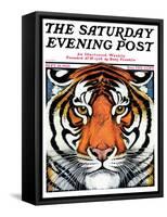 "Tiger Head," Saturday Evening Post Cover, September 18, 1926-Paul Bransom-Framed Stretched Canvas