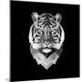 Tiger Head-Lisa Kroll-Mounted Premium Giclee Print