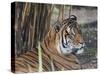 Tiger HZ 17 1-Robert Michaud-Stretched Canvas