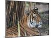 Tiger HZ 17 1-Robert Michaud-Mounted Giclee Print