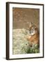 Tiger I-Karyn Millet-Framed Photographic Print