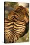 Tiger II-Karyn Millet-Stretched Canvas