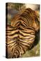 Tiger II-Karyn Millet-Stretched Canvas