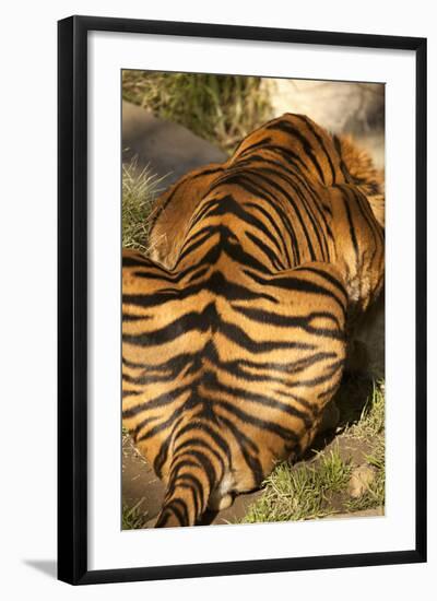 Tiger II-Karyn Millet-Framed Photographic Print