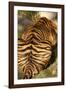 Tiger II-Karyn Millet-Framed Photographic Print