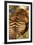 Tiger II-Karyn Millet-Framed Photographic Print