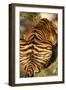 Tiger II-Karyn Millet-Framed Photographic Print