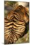 Tiger II-Karyn Millet-Mounted Photographic Print