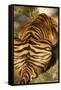 Tiger II-Karyn Millet-Framed Stretched Canvas