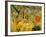 Tiger in a Tropical Storm (Surprised!) 1891-Henri Rousseau-Framed Premium Giclee Print