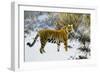 Tiger in a Winter Landscape, 1912 (Oil on Canvas)-Hugo Ungewitter-Framed Giclee Print