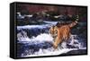 Tiger in Fast-Flowing Stream (Captive Animal)-Lynn M^ Stone-Framed Stretched Canvas