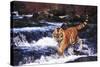Tiger in Fast-Flowing Stream (Captive Animal)-Lynn M^ Stone-Stretched Canvas