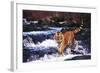 Tiger in Fast-Flowing Stream (Captive Animal)-Lynn M^ Stone-Framed Photographic Print